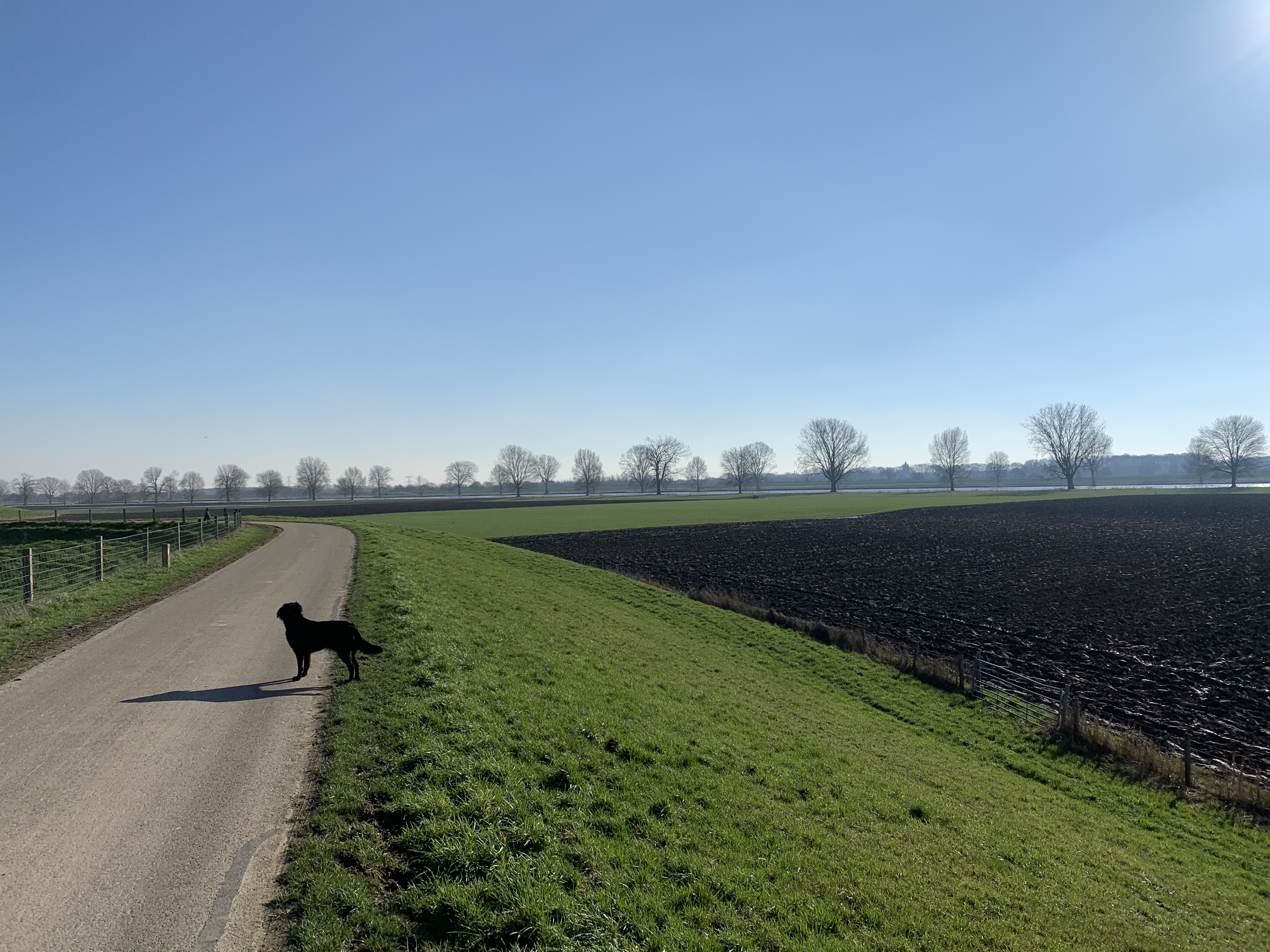 de Maasdijk bij Overasselt